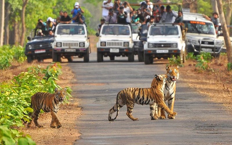 ranthambore cover pic